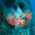 Red Scorpionfish - Scorpaena scrofa - Guarding the P29